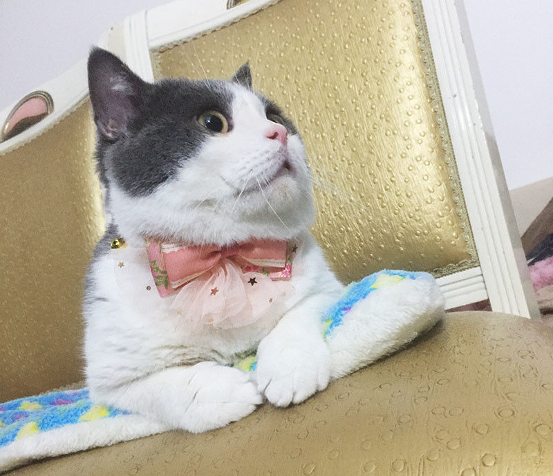 Cuello de lujo del gato de la corbata de lazo del cordón, tamaño único el 10cm de la decoración de los cuellos del animal doméstico proveedor