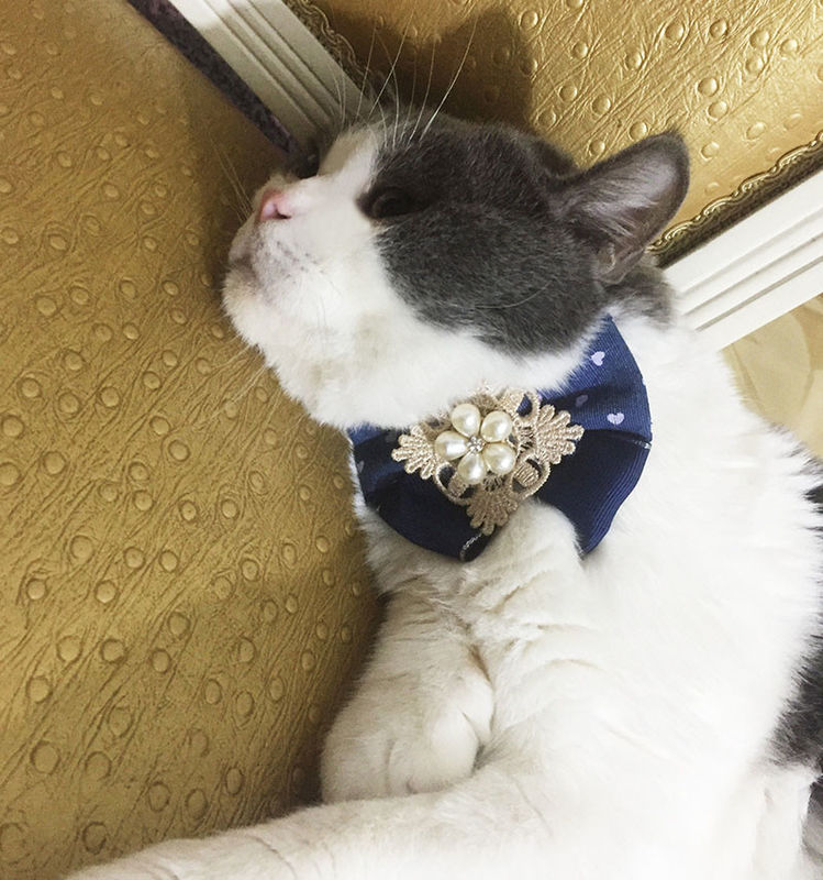 La cinta gotea los cuellos del gato del diseñador, gato de lujo que el color modificado para requisitos particulares los cuellos fácil friega proveedor