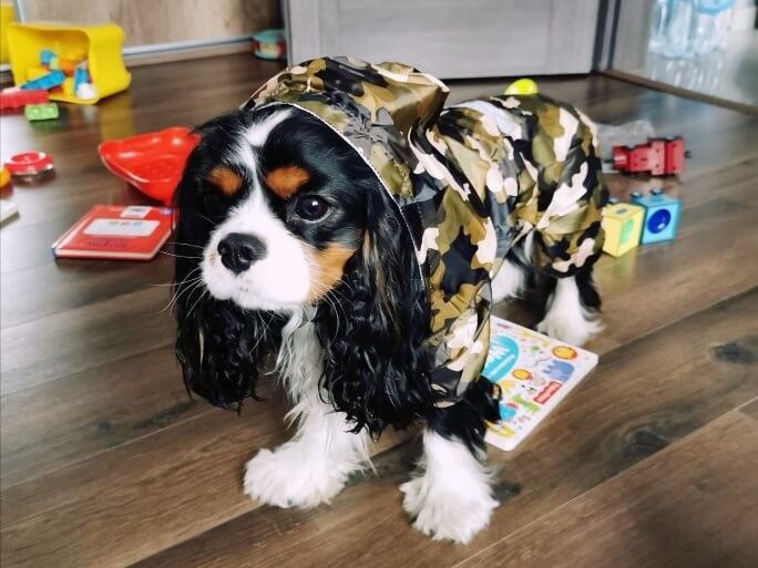 Pequeña capa de lluvia del perro del perrito reflexivo, chaqueta impermeable respirable suave del perro proveedor